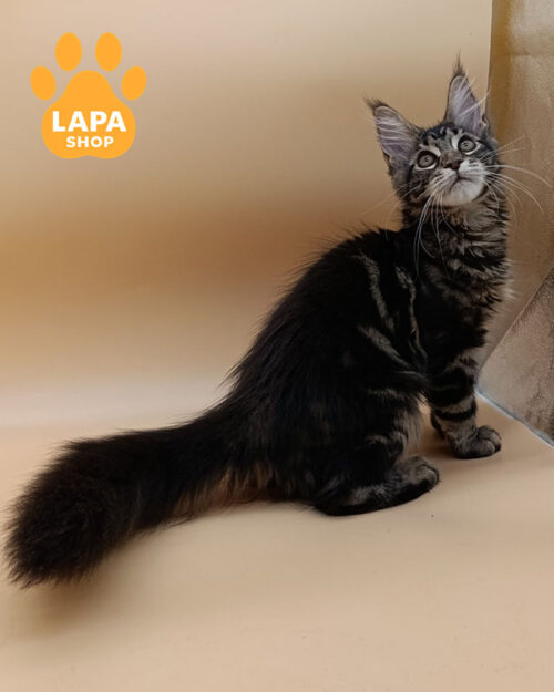 чорний сріблястий мейн-кун