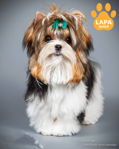 бівер йоркширський тер'єр