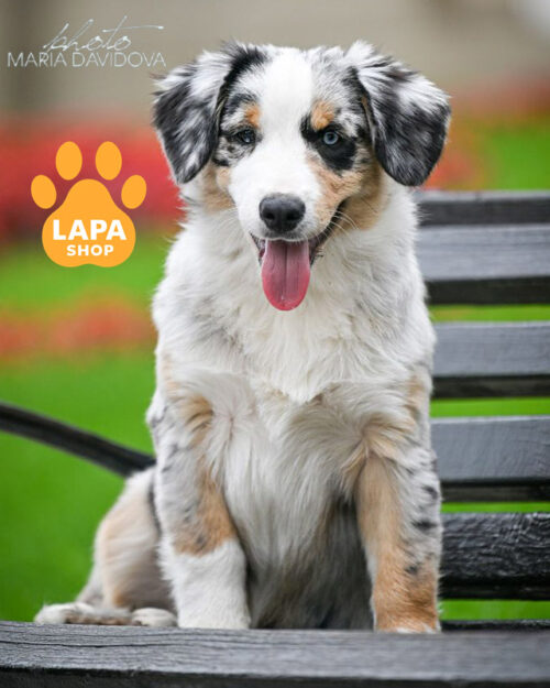 голубая мраморная миниатюрная американская овчарка