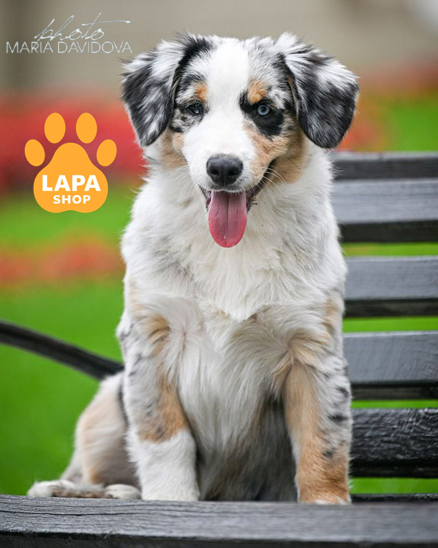 блакитна мармурова мініатюрна американська вівчарка