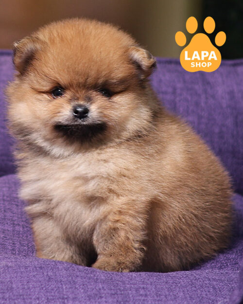 померанський шпіц забарвлення оранж