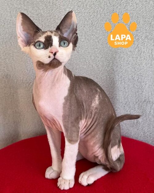 черепахово-біла кішка девон-рекс