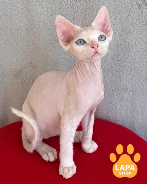 голубоглазый девон-рекс