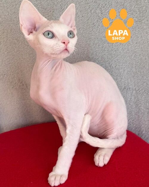 девон-рекс з аквамариновими очима