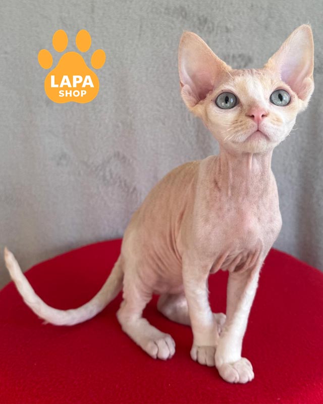 кремовий девон-рекс