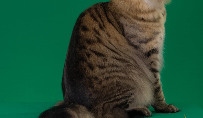 Таббі-забарвлення мейн-кунів: різновиди та стандарти ds22article 1