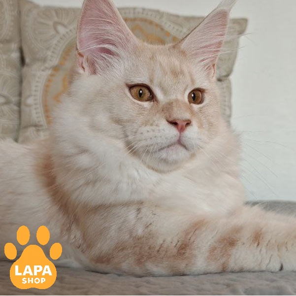 Мармуровий мейн-кун: стандарти забарвлення ds22article