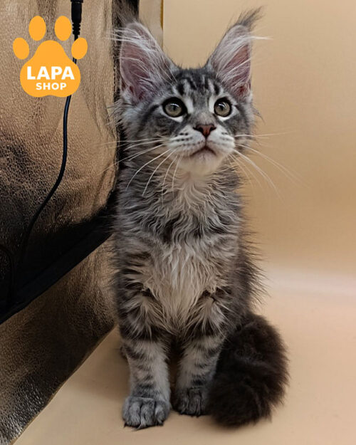 блакитний сріблястий мейн-кун