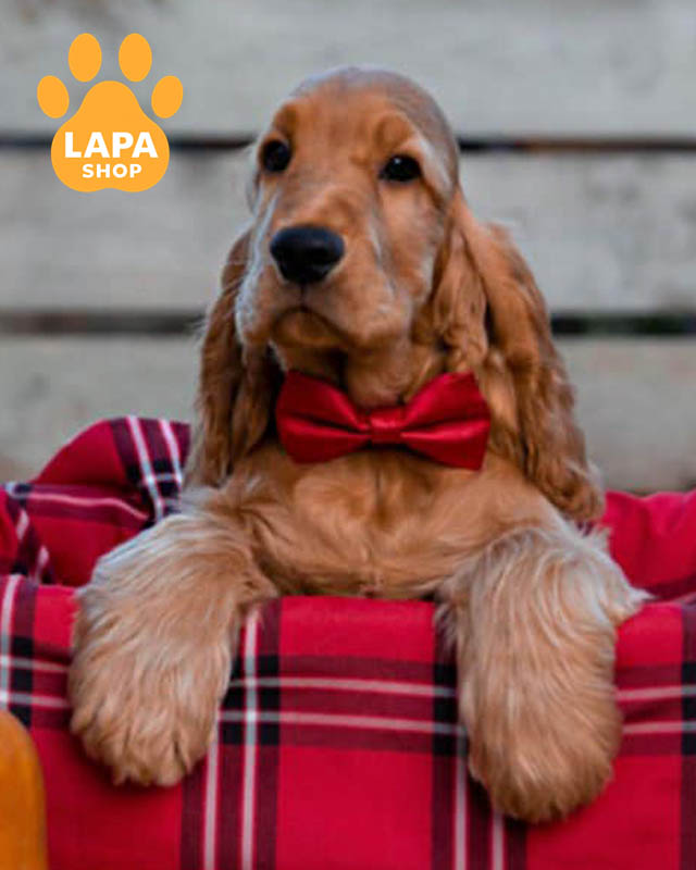 рыжий английский кокер спаниель