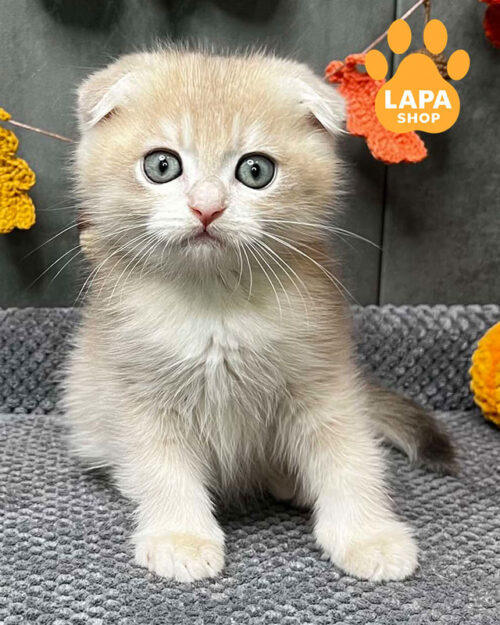 голубой золотой скотиш-фолд