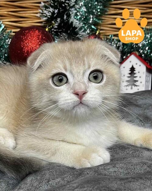 блакитний золотий скотіш-фолд