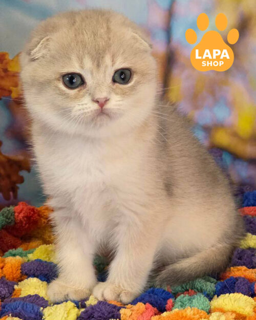 голубой золотой скотиш-фолд