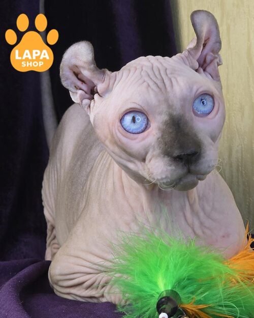 голубоглазый эльф