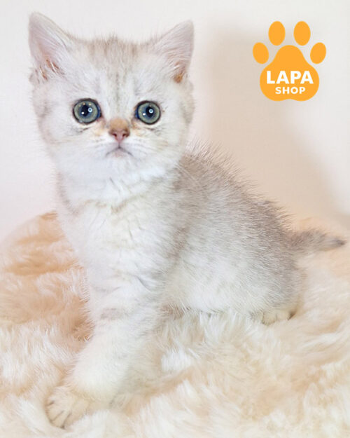 серебристая шиншилла британская короткошерстная