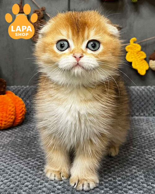 black gold scottish fold