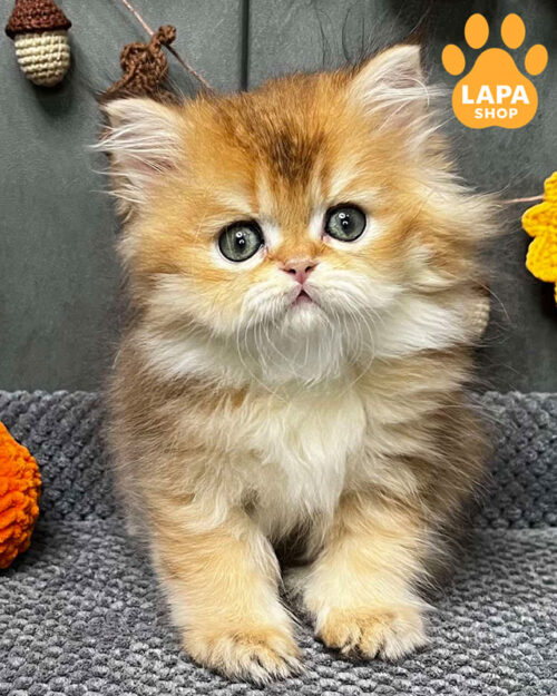 black gold highland straight