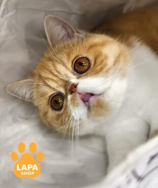 біло-руда кішка екзот