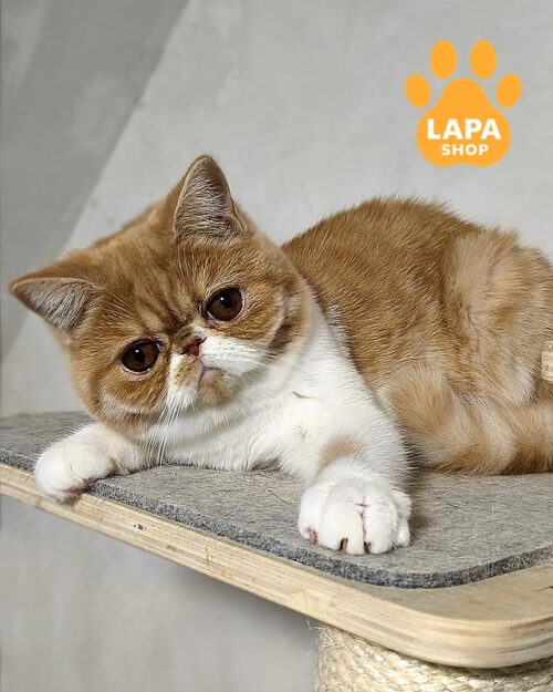 біло-руда кішка екзот