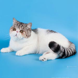 Крупная кошечка породы экзот в роскошной плюшевой шубке Dora – ваша будущая любимица exo dad