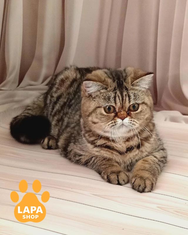 пятнистая кошка экзот