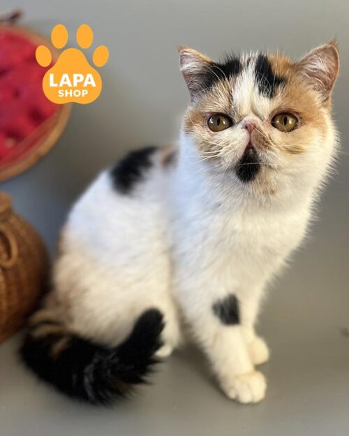 кішка екзот