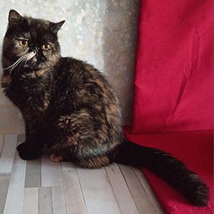 Крупная кошечка породы экзот в роскошной плюшевой шубке Dora – ваша будущая любимица exo mom