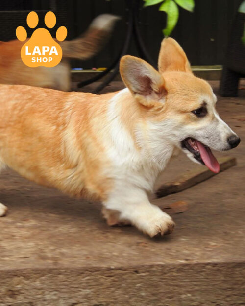 рыже-белый вельш корги пемброк