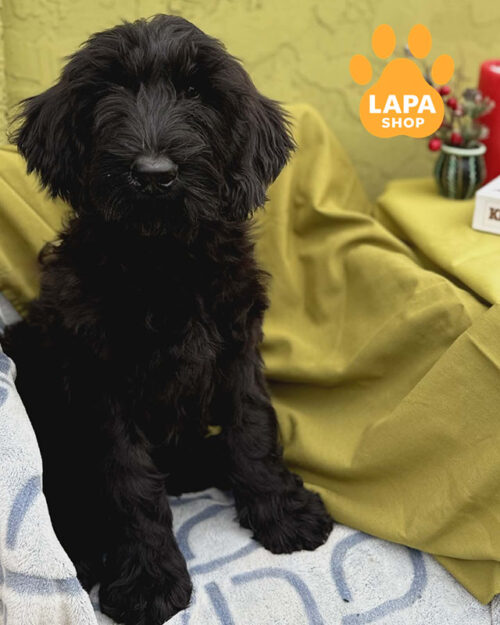 чорний різеншнауцер