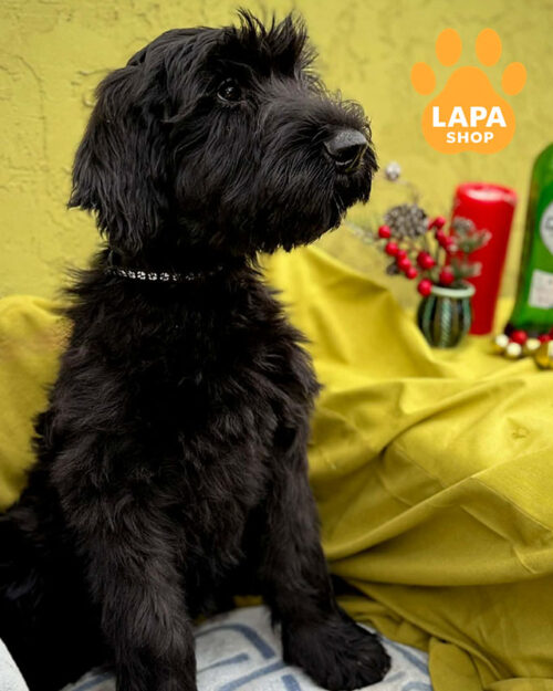 чорний різеншнауцер