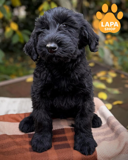 чорний різеншнауцер