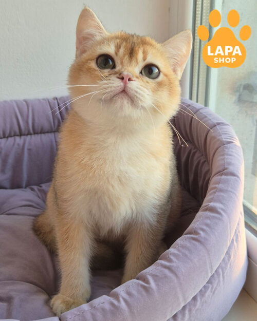 черная золотая британская короткошерстная