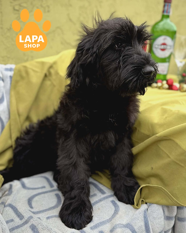 чорний різеншнауцер