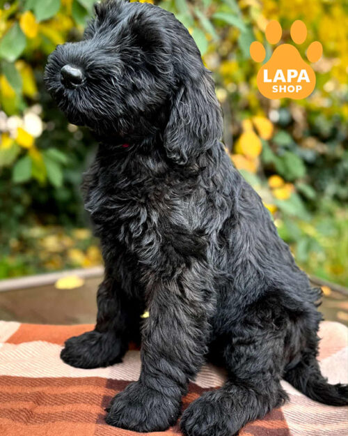 чорний різеншнауцер