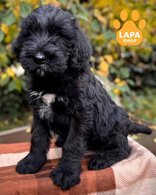 чорний різеншнауцер