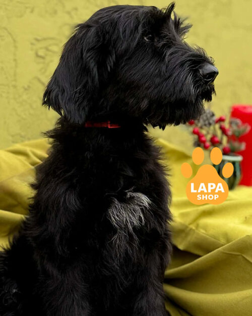 чорний різеншнауцер