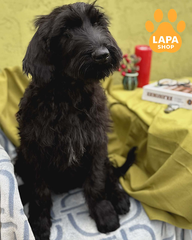 чорний різеншнауцер