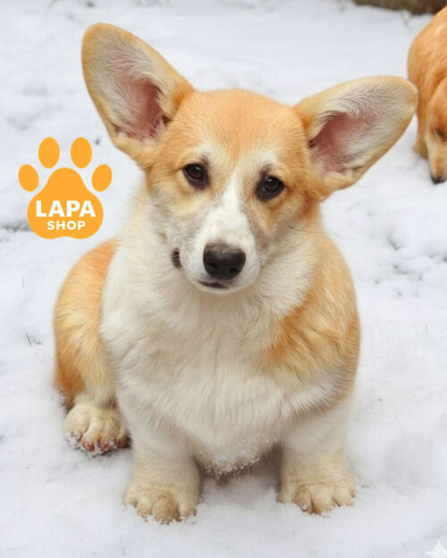 рудо-білий вельш коргі пемброк