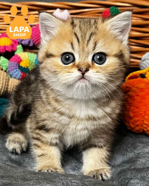 Fiona – красивая шотландская кошечка в золотой шубке fiona 01