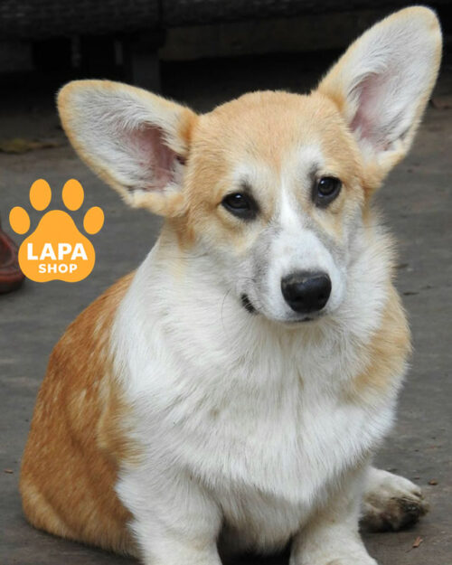 рудо-білий вельш коргі пемброк