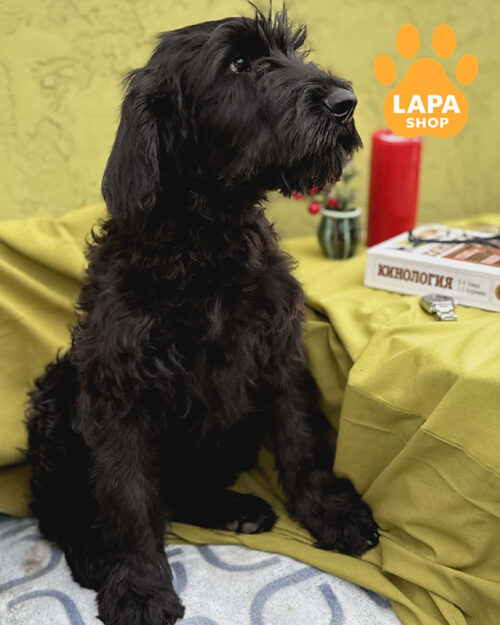 чорний різеншнауцер