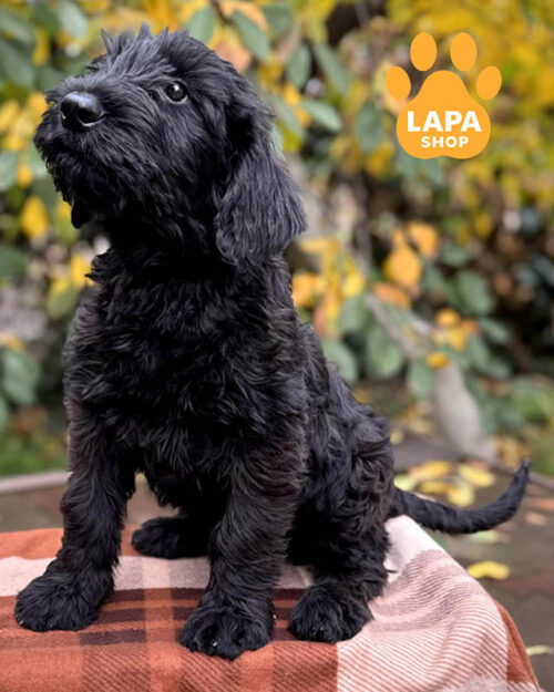 чорний різеншнауцер