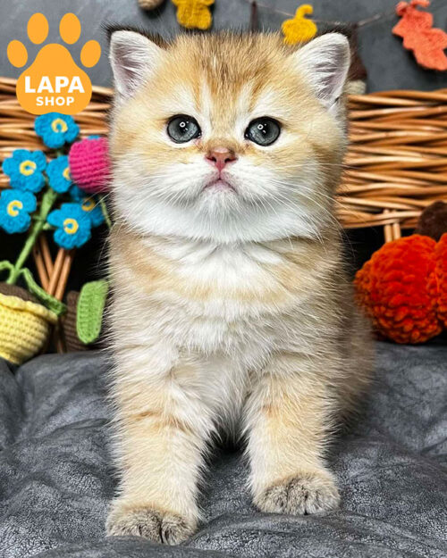 черный золотой скотиш-страйт