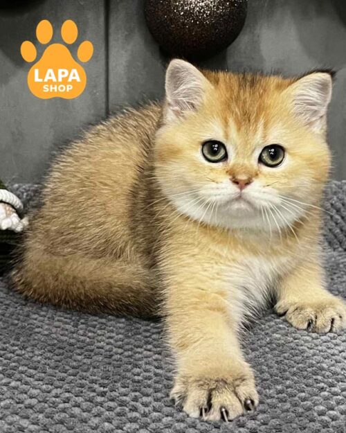 золотий скотіш-страйт