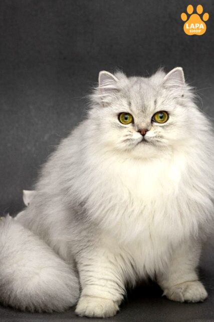 Florence is an Exquisite Scottish Beauty in a Luxurious Silver Fur Coat