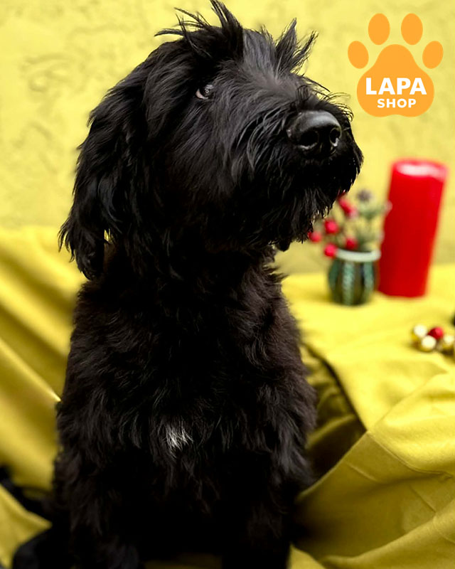 чорний різеншнауцер