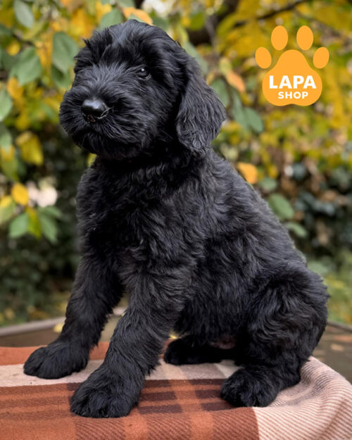 чорний різеншнауцер