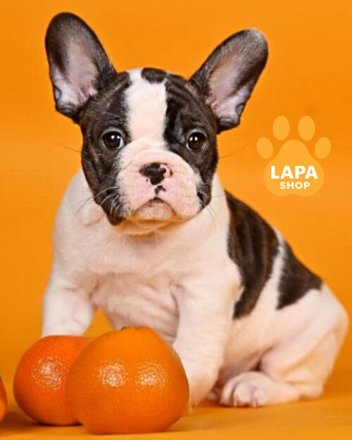 brindle and white French bulldog