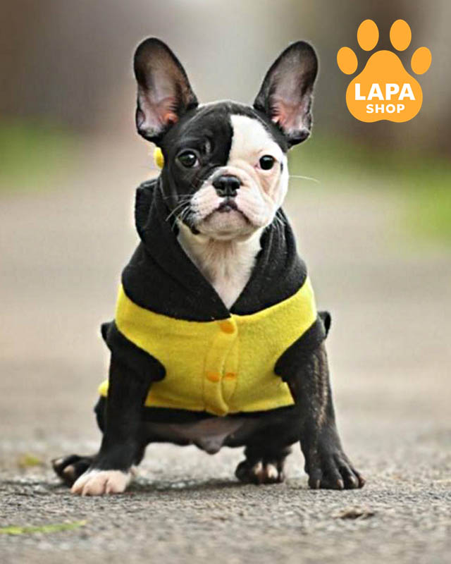 тигрово-білий французький бульдог