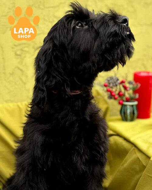 чорний різеншнауцер