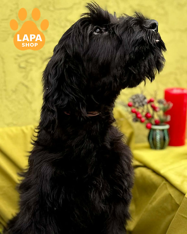 чорний різеншнауцер